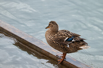 bird sitting on board in water, duck, spotted bird, view from above, looking to side