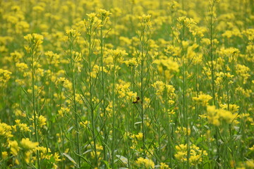 field of yellow flowers mustard flowers in bangladesh