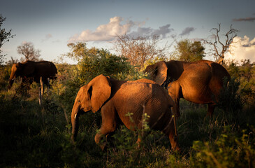 African elephant family on a sunset