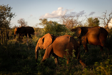 African elephant family on a sunset