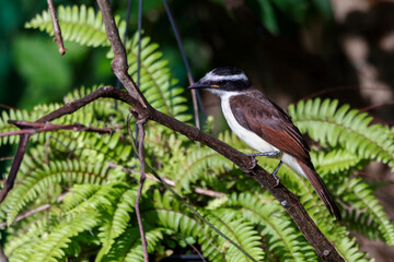 The yellow bird from Brazil. The Great Kiskadee also know as Bem-te-vi perched on a top of tree. Species Pitangus sulphuratus. Animal world. Bird lover. Birdwatching. Flycatcher.