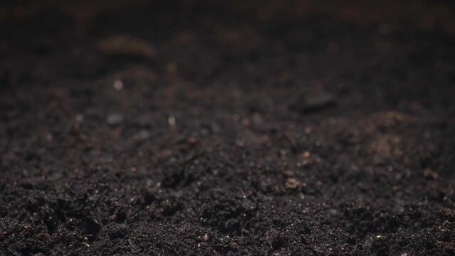 planting and growing seeds of cress salad, timelapse. growing plants in spring. seed germination process time lapse. sprouting of a seedling from a seed. sustainable food and agriculture
