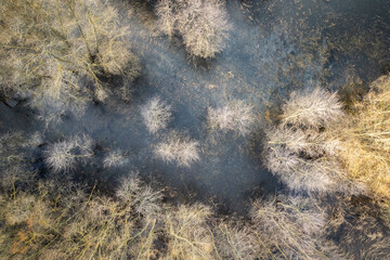 Submerged trees. Aerial view of flooded forest. Wetlands. Flooded fields with trees