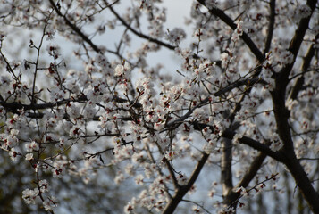 Selective focus of beautiful branches of white cherry blossoms on a tree under blue sky, beautiful cherry flowers in the spring season in the park, flora pattern texture, natural floral background