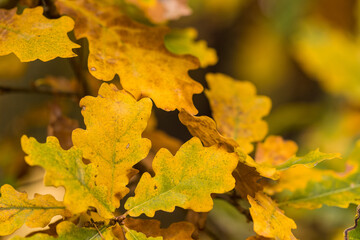 The golden colors of autumn leaves, a close-up of a branch backlit by the morning sun.