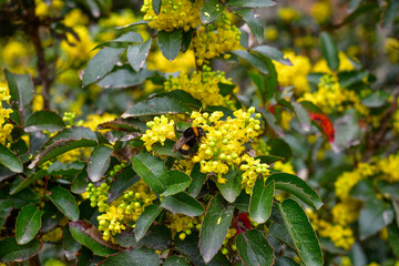 yellow leaves in spring