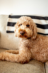 Goldendoodle dog inside house