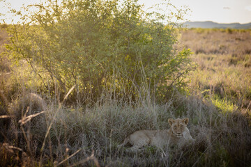 Lion cub resting in grass