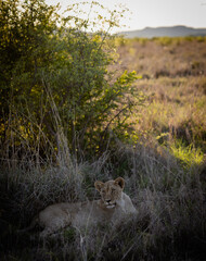Lion cub resting in grass
