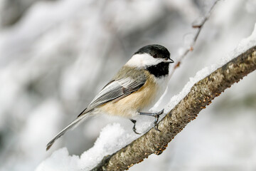 Black-capped Chickadee