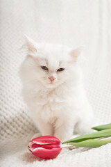 A white fluffy kitten sits next to a fresh tulip flower. Funny pet next to the flowers.