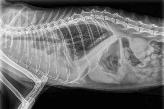 Chest x-ray of a cat with feline infectious peritonitis, feline coronavirus