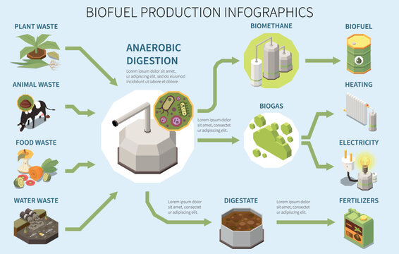 Biofuel Production Infographics