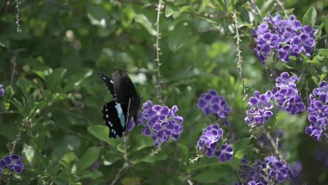African blue-banded swallowtail butterfly collecting nectar and flying on bush with purple flowers. 120p slow motion Species: Papilio nireus. FLAT PICUTRE PROFILE