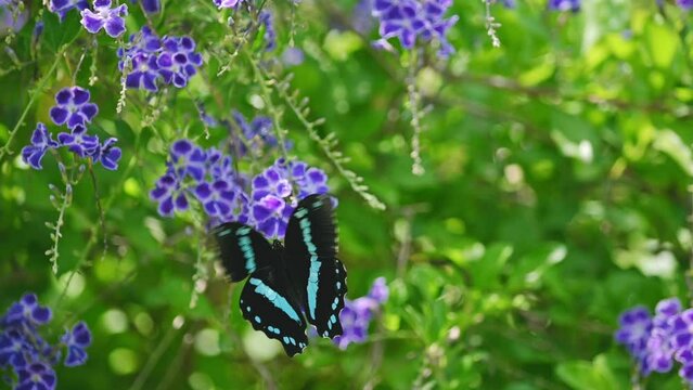 African blue-banded swallowtail butterfly collecting nectar and flying on bush with purple flowers. 120p slow motion Species: Papilio nireus.