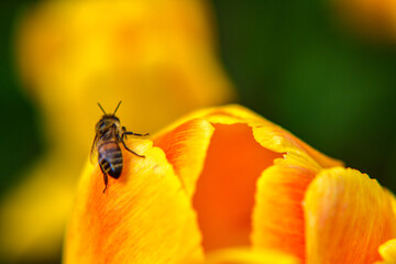 bee on flower