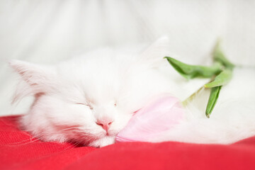 White cute fluffy kitten is sleeping next to a fresh tulip flower. Funny pet next to the flowers....