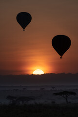 Fototapeta premium Hot air balloons in the savannah dawn. Serengeti, Tanzania (Africa) 