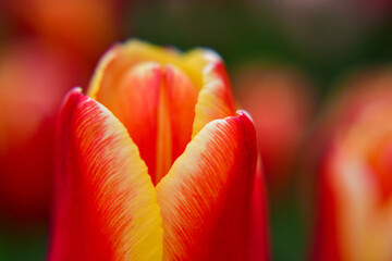 glade of tulips