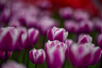 Obraz premium glade of tulips