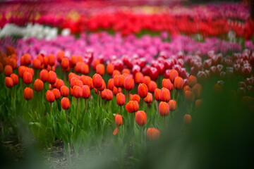 glade of tulips