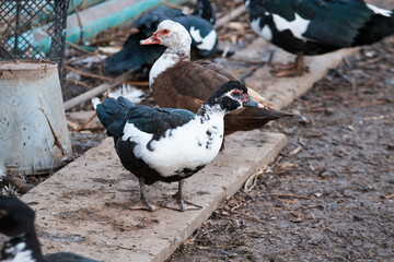 domestic duck on poultry farm, close-up of poultry, standing in snow, household