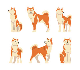 Shiba Inu as Japanese Breed of Hunting Dog with Prick Ears and Curled Tail in Different Poses Vector Set