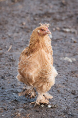 domestic chicken on farm, close-up, rooster portrait, bird, crest and sharp beak