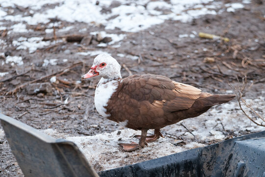 domestic duck on poultry farm, close-up of poultry, standing in snow, household