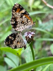 Silvery Checkerspot Butterflies Mating on a Flower