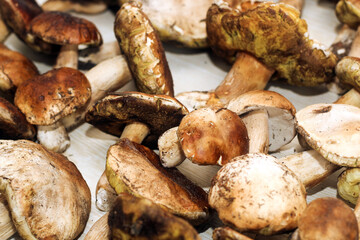 Boletus edulis on a table made of brown boards preparation for eating.