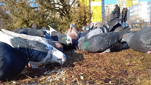 flock of pigeons are pecking at groats in city park on sunny day. Taking care of birds in cold season. Pigeons are source of infectious diseases transmitted to humans. Outdoor, winter