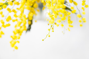 A bouquet of yellow mimosa flowers  on a white background close up. Concept of 8 March, happy women's day.