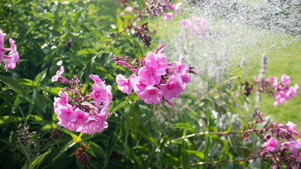 watering plants in garden in hot summer
