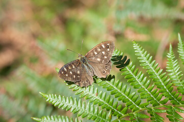 Speckled Wood butterfly on the tip of a fern