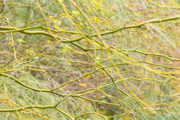 Abstract background texture of green tree branches. Green background of nature. Close-up.