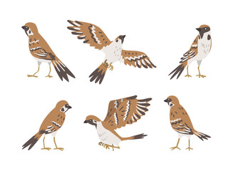 Fototapeta na wymiar Sparrow as Brown and Grey Small Passerine Bird with Short Tail Vector Set