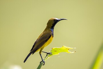 Male olive backed sunbird, Cinnyris jugularis
