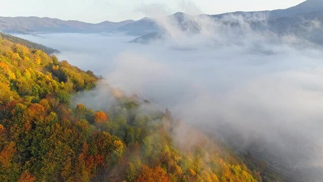 Valley in the mountains covered with morning mist. Aerial view of Ukrainian Carpathians in autumn. Flying over colorful autumn trees in the mountains