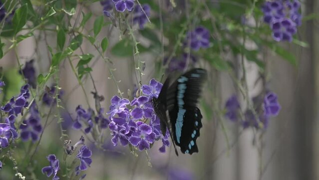 African blue-banded swallowtail butterfly collecting nectar and flying on bush with purple flowers. 120p slow motion Species: Papilio nireus. FLAT PICUTRE PROFILE