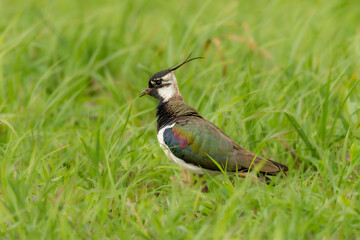 Close up of the northern lapwing (Vanellus vanellus), also known as the peewit or pewit, tuit or tew-it, green plover, or (in Ireland and Britain) pyewipe or just lapwing
