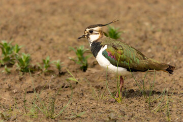 Close up of the northern lapwing (Vanellus vanellus), also known as the peewit or pewit, tuit or tew-it, green plover, or (in Ireland and Britain) pyewipe or just lapwing
