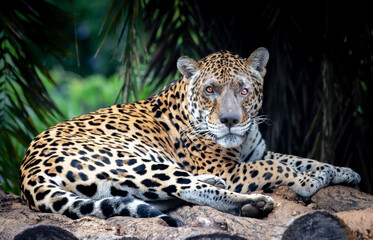 Fototapeta na wymiar Large jaguar lying on the wooden platform in selective focus