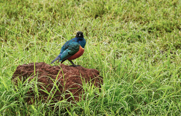 African glossy starling male is a brightly colored bird in Tanzania, Africa
