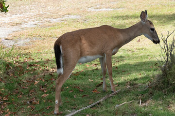 Key Deer in Big Pine Key, The Florida Keys