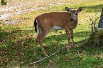 Key Deer in Big Pine Key, The Florida Keys