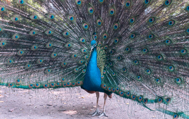 Naklejka premium retrato de bello pavo real con sus alas abiertas de colores en un día soleado