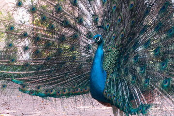 Obraz premium retrato de bello pavo real abriendo sus alas coloridas en un día soleado
