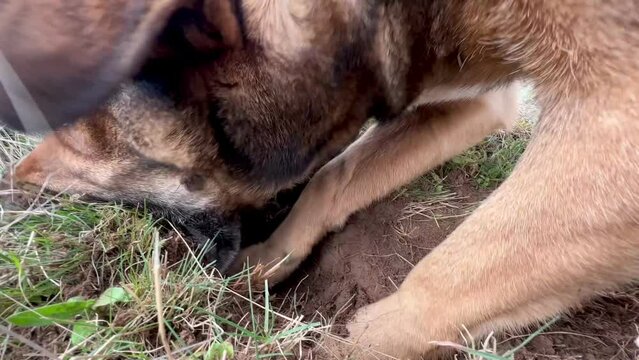 video of a dog searching and digging for truffles