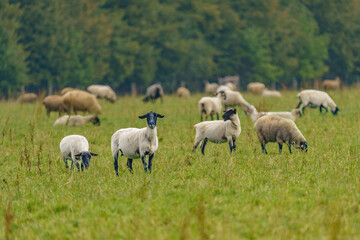 Naklejka na ściany i meble A large herd of different breeds of sheep grazing freely in a meadow